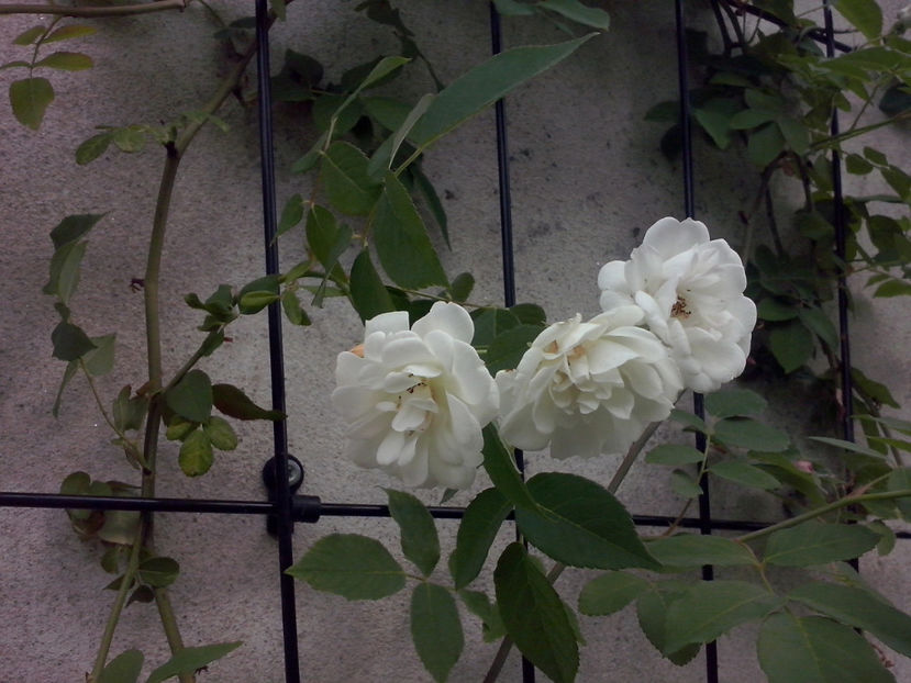 CAM00760 - Trandafiri 2018