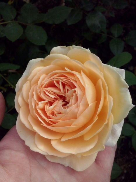 CAM00783 - Trandafiri 2018