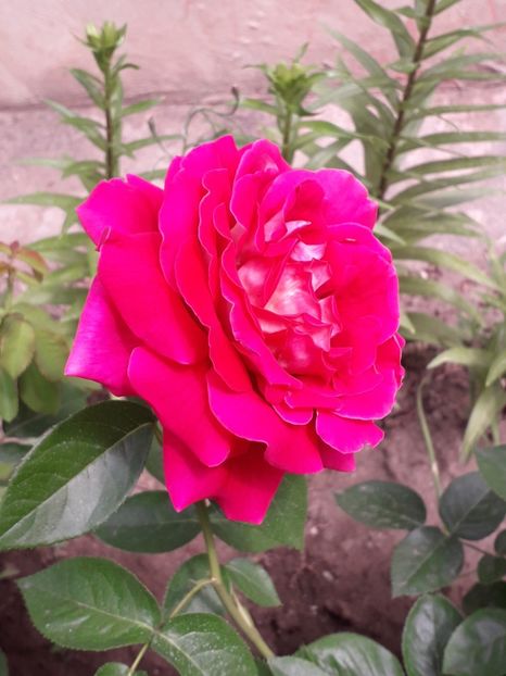 (6) Kronenbourg - 00Trandafiri 2018