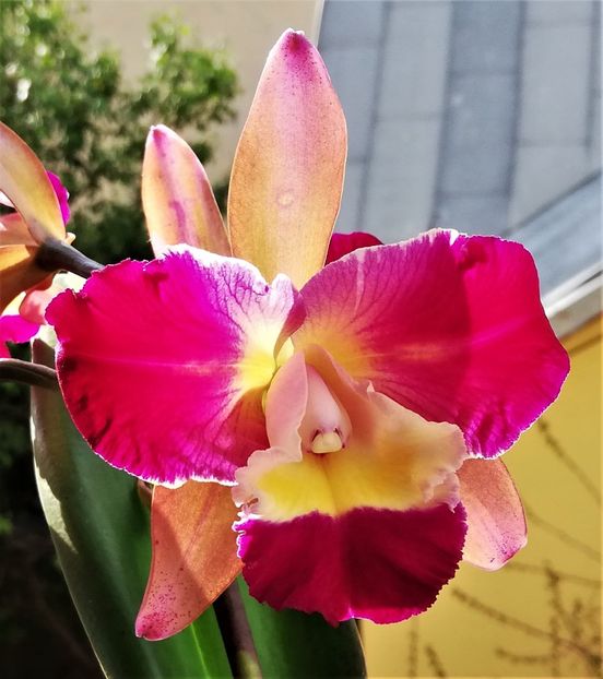  - Cattleya