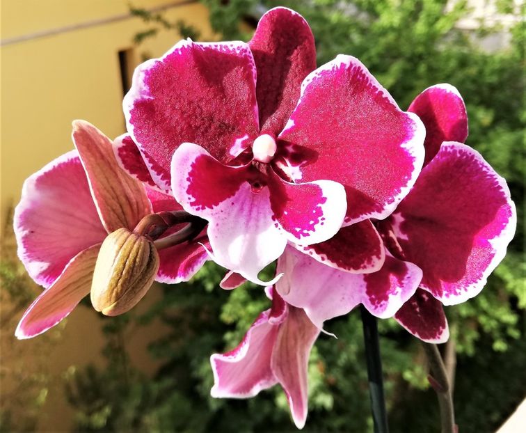  - Phalaenopsis 1