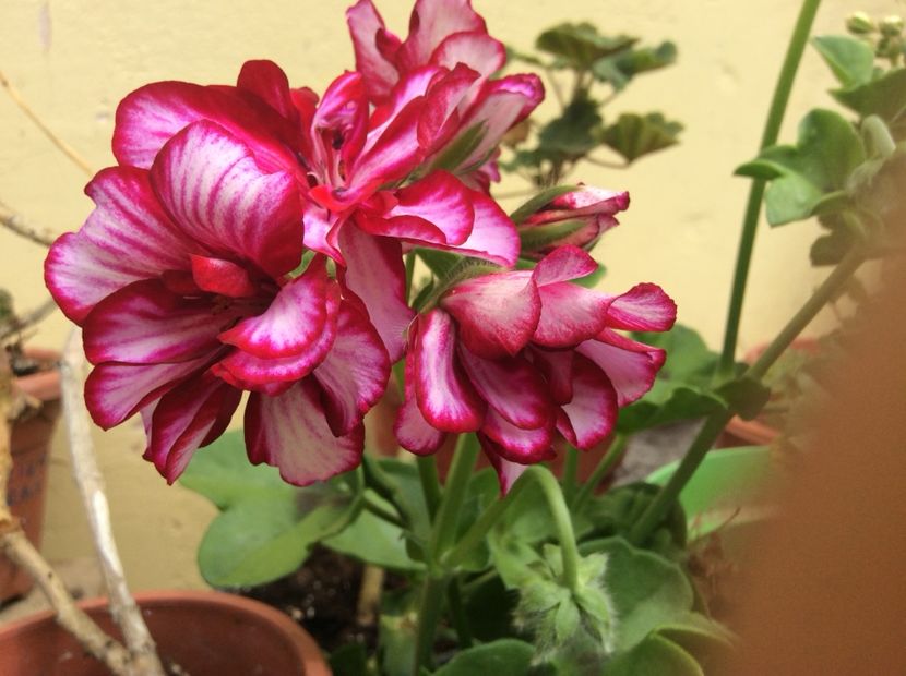 172F658A-BAB9-4E23-B5D7-D076EDB20D6A - Muscate 2018