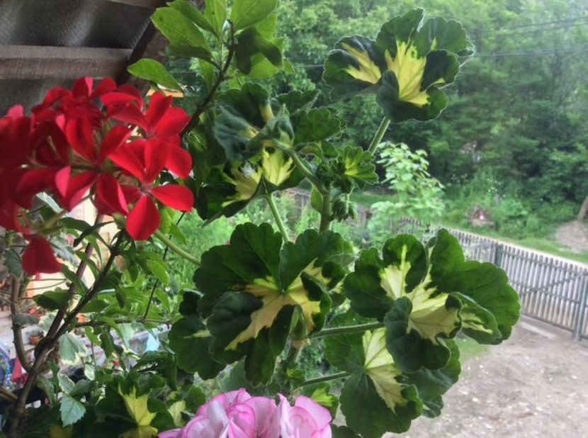 EB9C3AB3-518F-4E6E-9B7D-04D54268FF57 - Muscate 2018