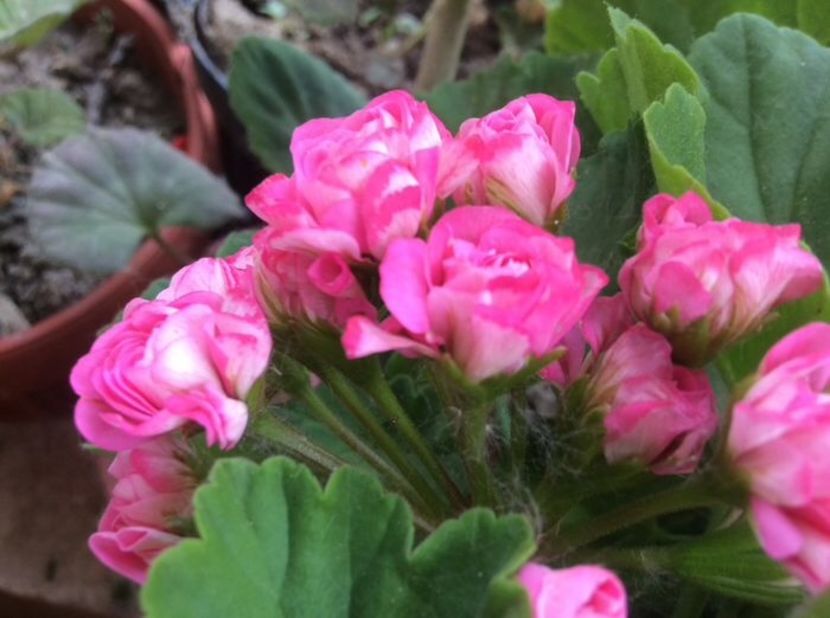 D08D7E16-4E37-4F57-9567-C8D3BD937446 - Muscate 2018