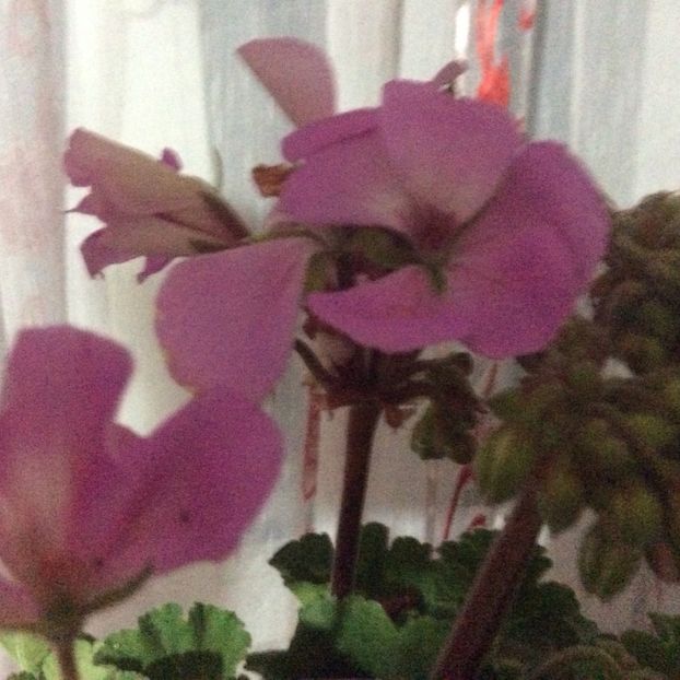 2A980128-49D5-427F-A72F-6F9C0D53E36E - Muscate 2018