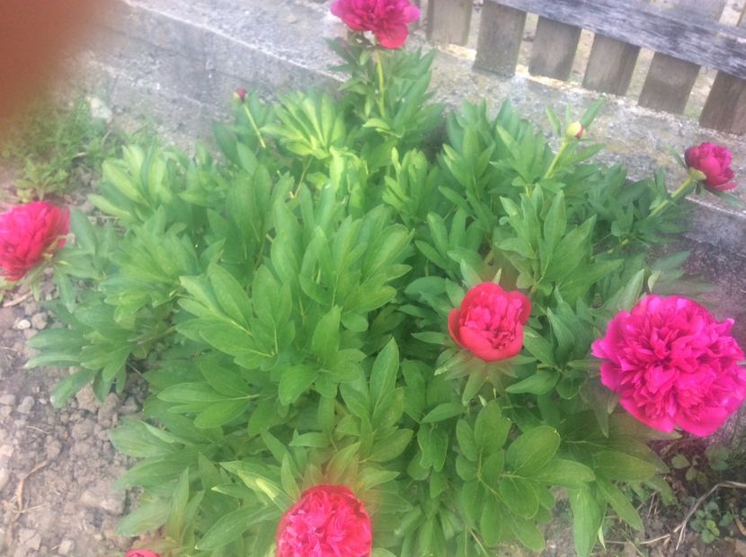 1A152F4B-A8BE-49FF-AA4C-E325EC115E80 - Plante de gradina 2018