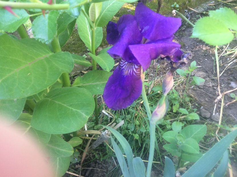 35E18012-38A7-4903-9D94-F56965014C63 - Plante de gradina 2018