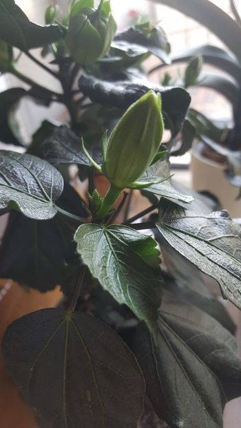  - Hibiscus Adonicus Yellow