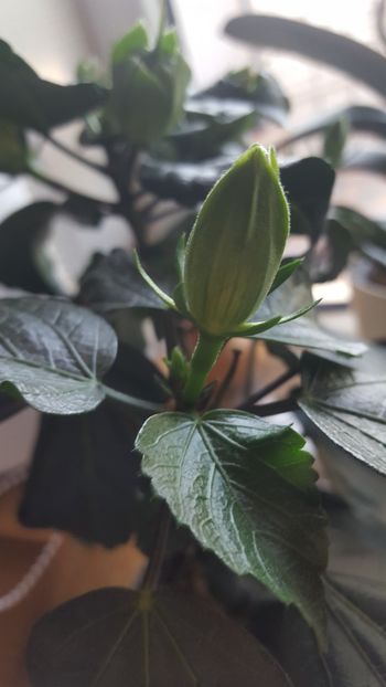  - Hibiscus Adonicus Yellow