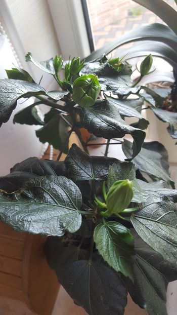  - Hibiscus Adonicus Yellow