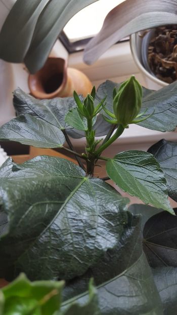  - Hibiscus Adonicus Yellow