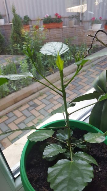  - Hibiscus roz batut 2020