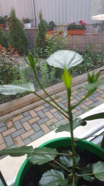  - Hibiscus roz batut 2020