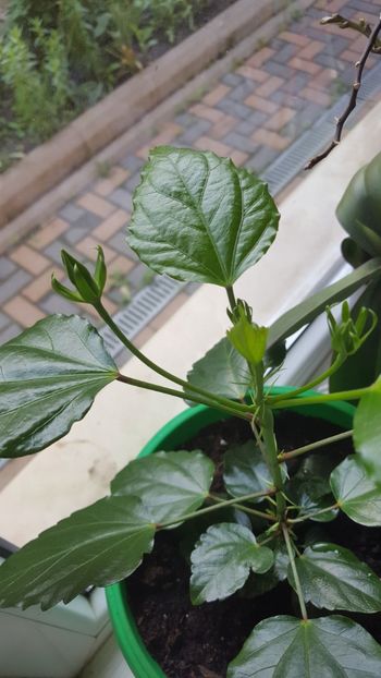  - Hibiscus roz batut 2020