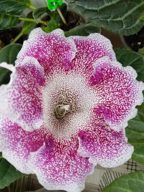 - gloxinia 2018