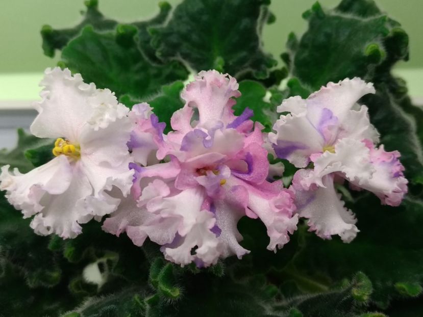 9.05.2018 - LE Natali