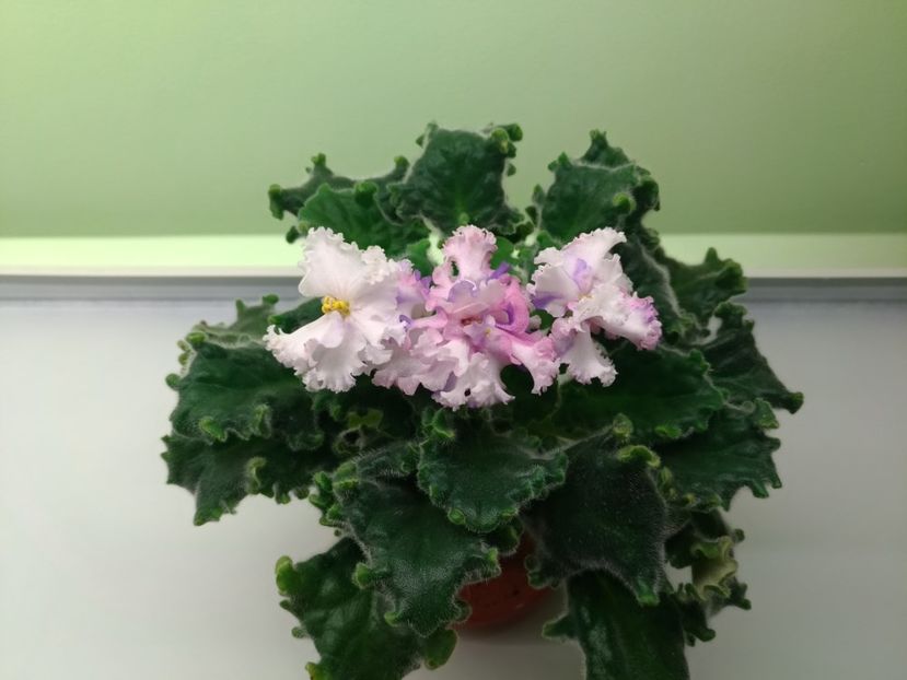 LE Natali - LE Natali