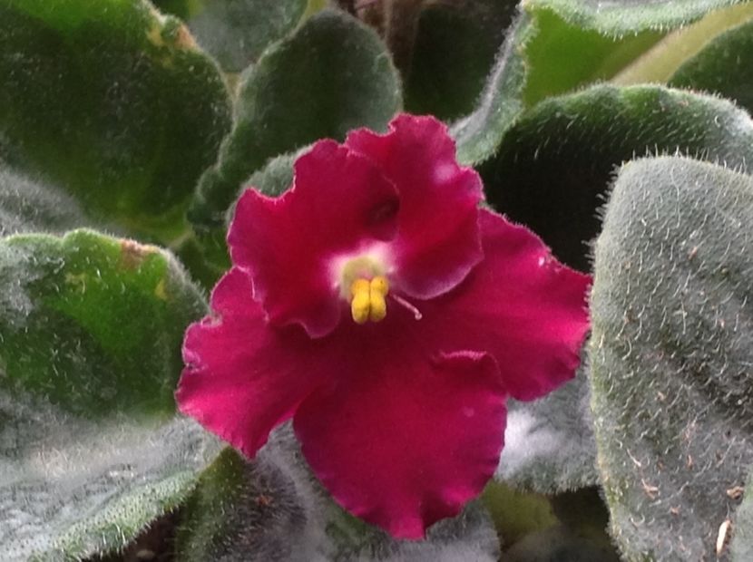  - Violete 2017 oct si inceput de 2018