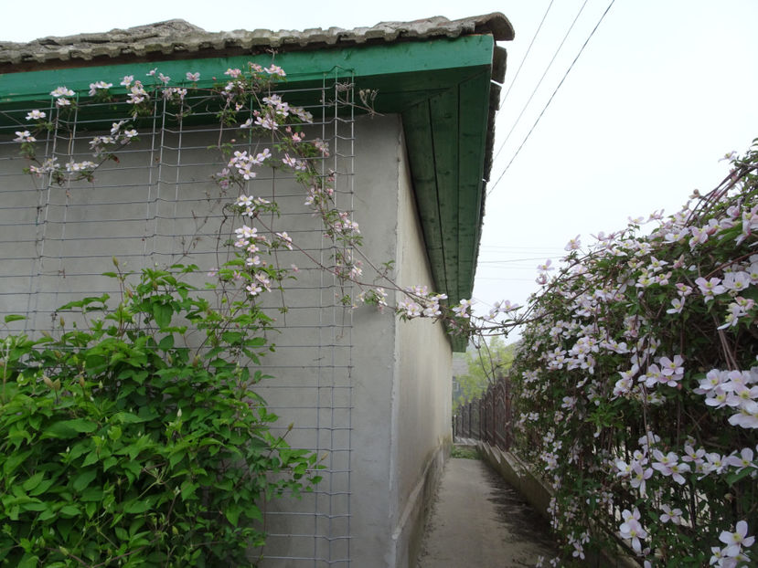 De partea cealalta a gardului - Montana Rubens