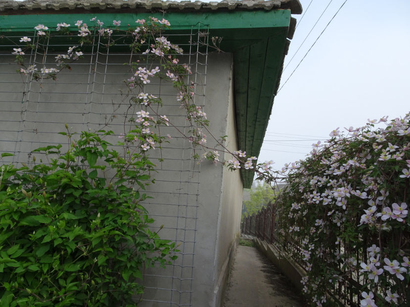 De partea cealalta a gardului - Montana Rubens