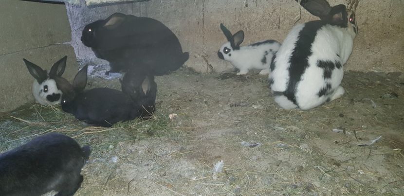  - Iepuri Urias pestrit german - Fluture german