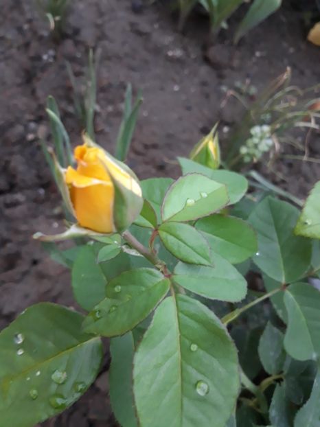  - Trandafir Petito 2018