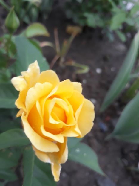  - Trandafir Petito 2018