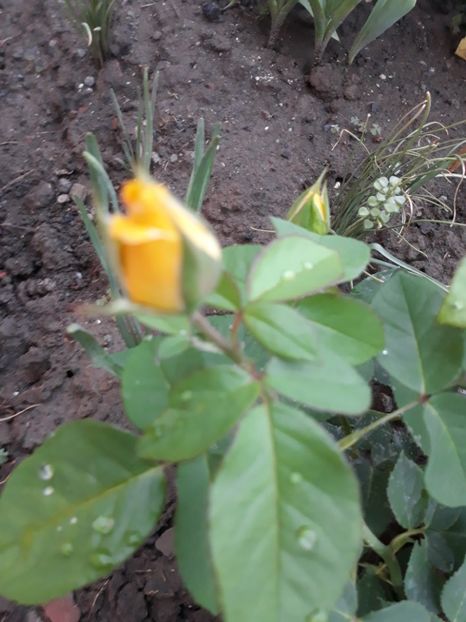  - Trandafir Petito 2018