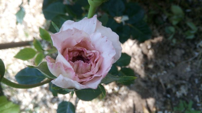  - Abraham Darby