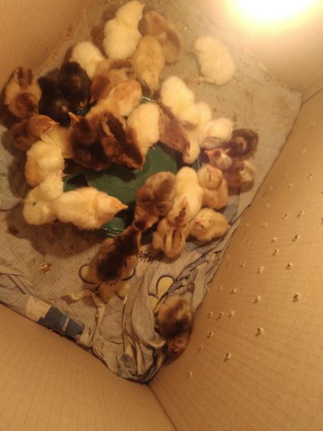 P_20180511_115224 - In asteptare 2k18