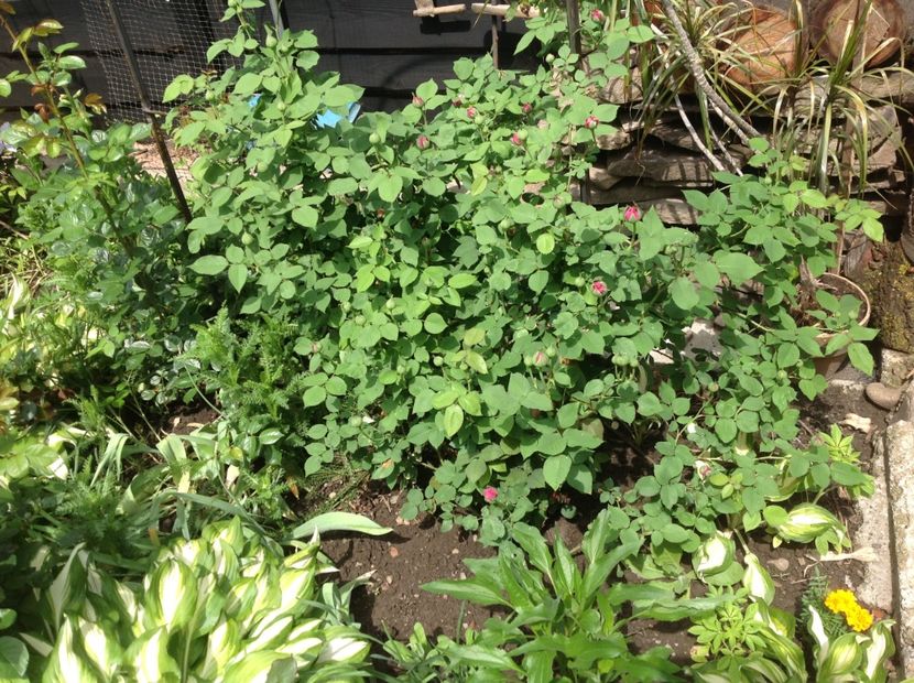  - Madam Isaac de Pereire