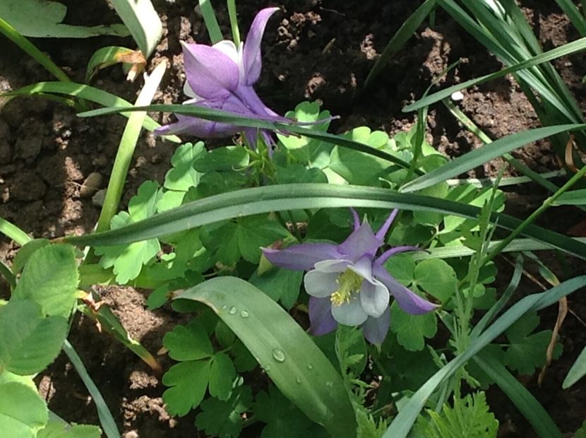  - Caldaruse Columbine