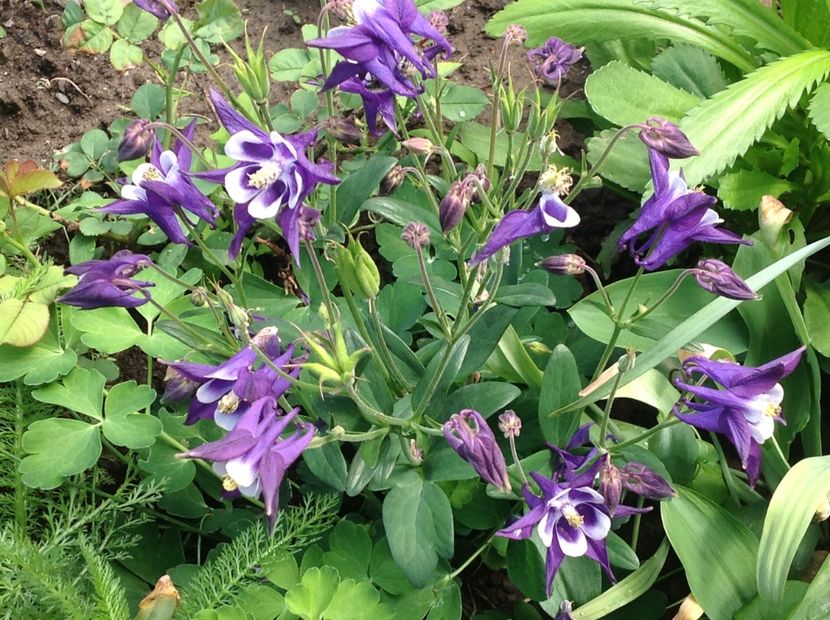  - Caldaruse Columbine