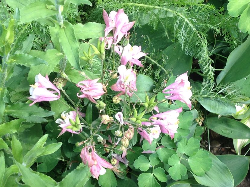  - Caldaruse Columbine