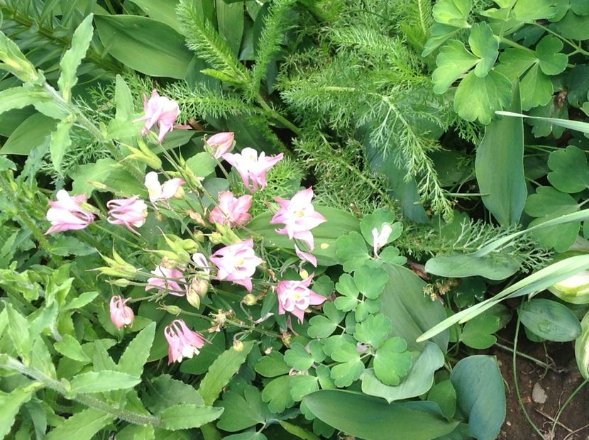 - Caldaruse Columbine