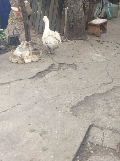  - Boboci de gasca 2018