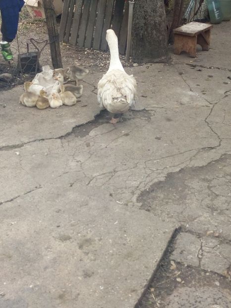  - Boboci de gasca 2018