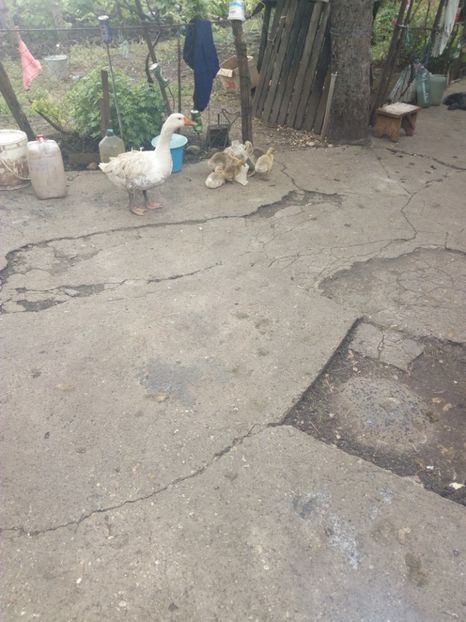  - Boboci de gasca 2018