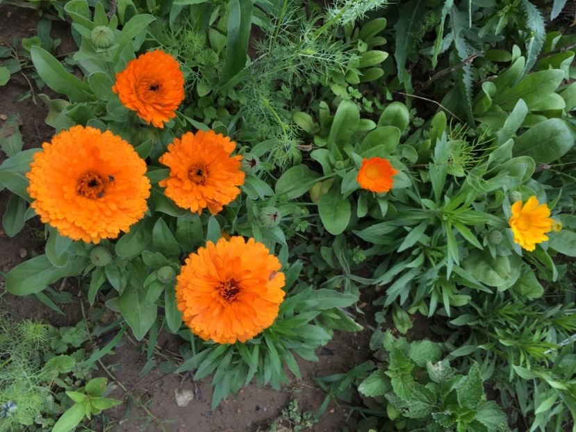 230A8651-7E51-436D-91D8-C9559F148978 - Flori la balta 2018