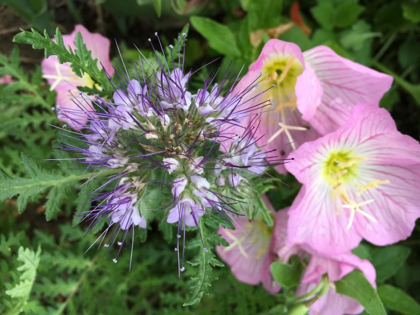 6E38A10B-1C6A-4D43-9C32-5C36434DD900 - Flori la balta 2018