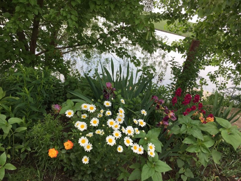 E382D743-F6D6-4837-8BAF-24D4804984EA - Flori la balta 2018