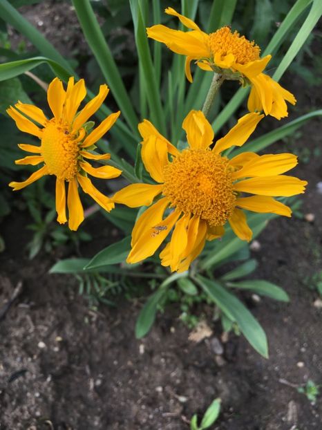 D4316A3E-E1EB-4048-91AF-93E1202FE88C - Flori la balta 2018