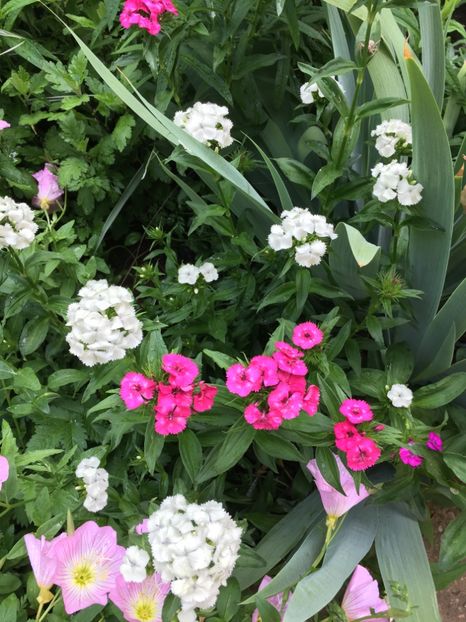 CACA44A4-35DE-4A99-AED5-5FF1730D9176 - Flori la balta 2018