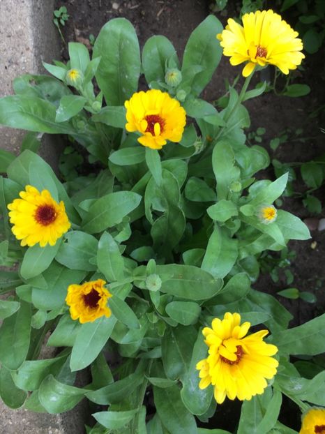 ECB8CBD4-0C5B-4859-8E08-B37FA0EF1BE5 - Flori la balta 2018