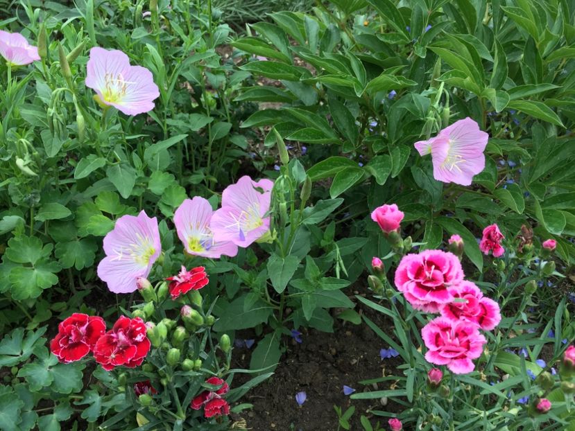 11B0F465-9D06-4D08-B146-B8D6EE835059 - Flori la balta 2018