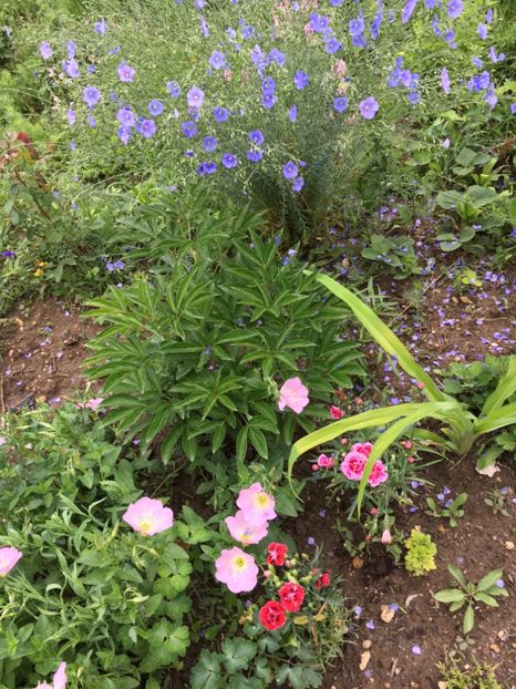 CCBBFD52-0E06-4CAC-B437-D3AE0728F72C - Flori la balta 2018