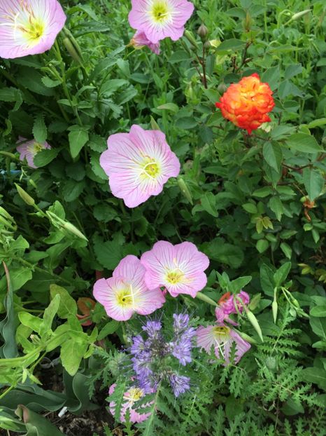 E510B4F6-00BB-4BCF-A0C2-BCE4F8242481 - Flori la balta 2018