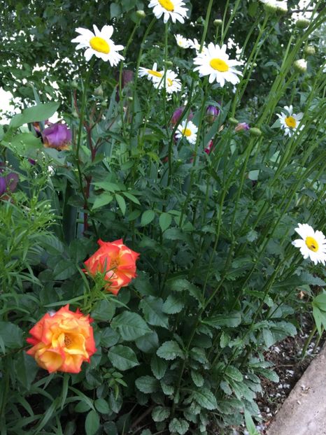 C5B8C21E-682B-4B98-BC01-B5E7E1886309 - Flori la balta 2018