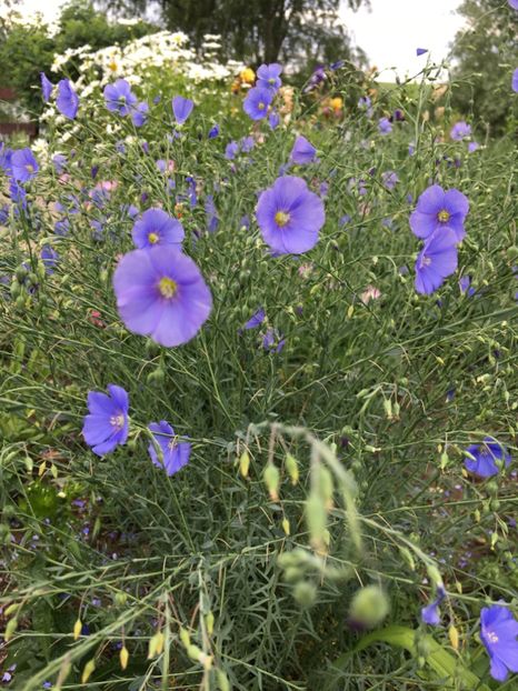 42C66A72-B35D-4CBA-9DBE-F9CA784940BE - Flori la balta 2018