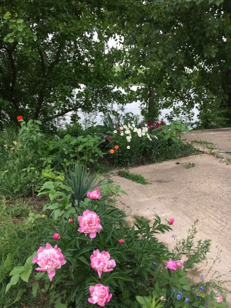 6F027609-BFFE-4F71-85EF-DC9224F21222 - Flori la balta 2018